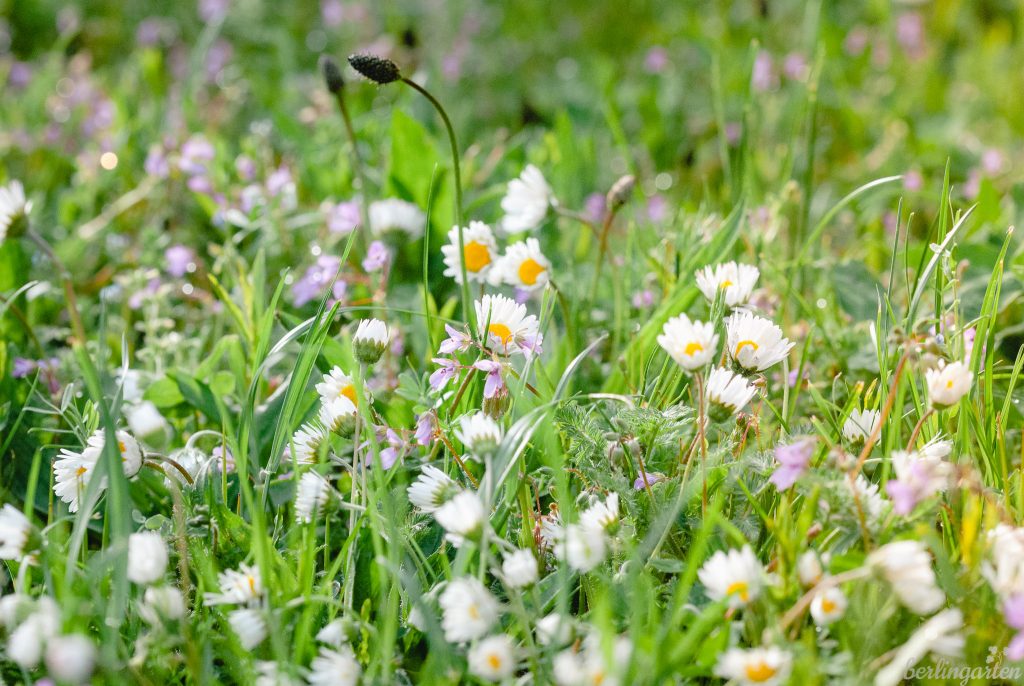 Gänseblümchen im Rasen ansiedeln - macht glücklich