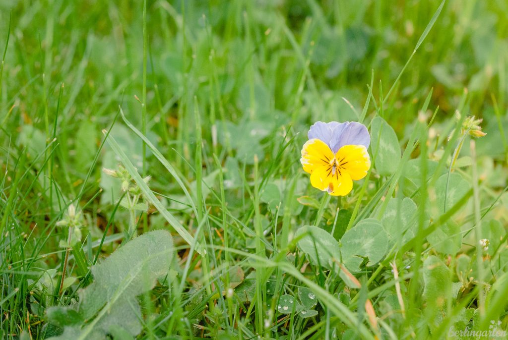 Hornveilchen (Viola cornuta): zauberhafte Blume im Rasen
