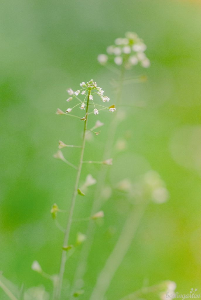 Zarte Erscheinung in Blumenrasen und Wiese: Hirtentäschel (Capsella)