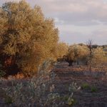 Abendsonne Olivenplantage