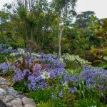 Die Schmucklilie Agapanthus wächst in Neuseeland überall in blau und weiß - in Gärten und am Wegesrand