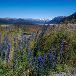In den Alpen Neuseelands wächst im Sommer der blaue Natternkopf Echium vulgare