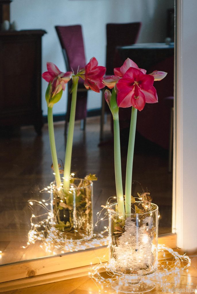 Amaryllis zu Weihnachten: festlich schmücken mit Naturmaterialien und Lichterkette