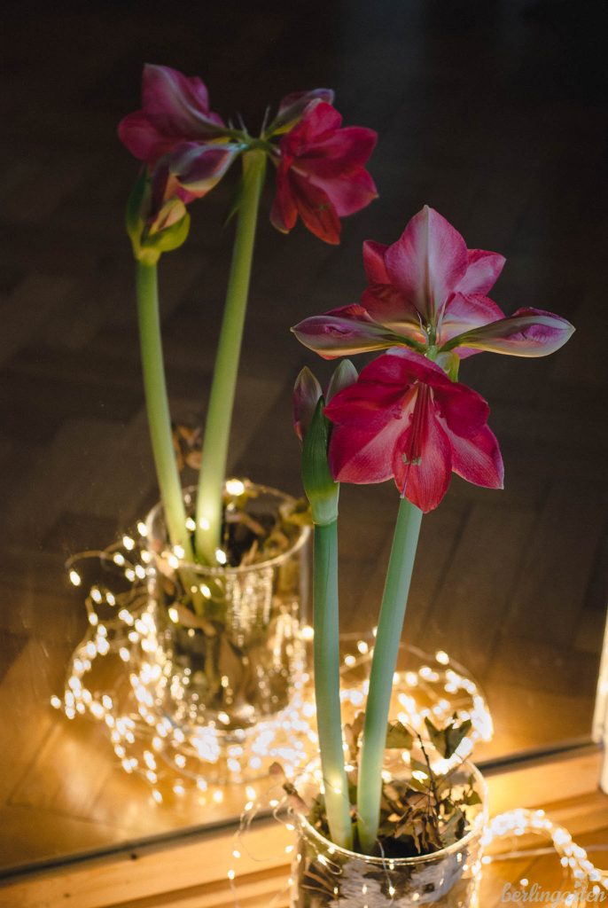 Weihnachtliche Amaryllis dekoriert mit Lichterkette