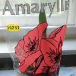 Amaryllis in Plastikfolie