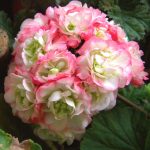 Eine zauberhafte rosenblütige Pelargonie: 'Apple Blossum Rosebud' zeigt harmonisch runde Blüten in weiß-rosa. Sie wirkt herrlich nostalgisch
