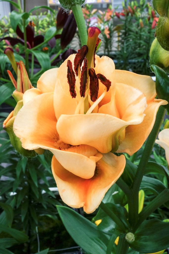 Die Neuzüchtung 'Apricot Fudge' erinnert vom Aufbau der Blüte und den gerundeten Blütenblättern an Rosen