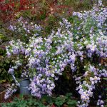 Glattblattaster violett