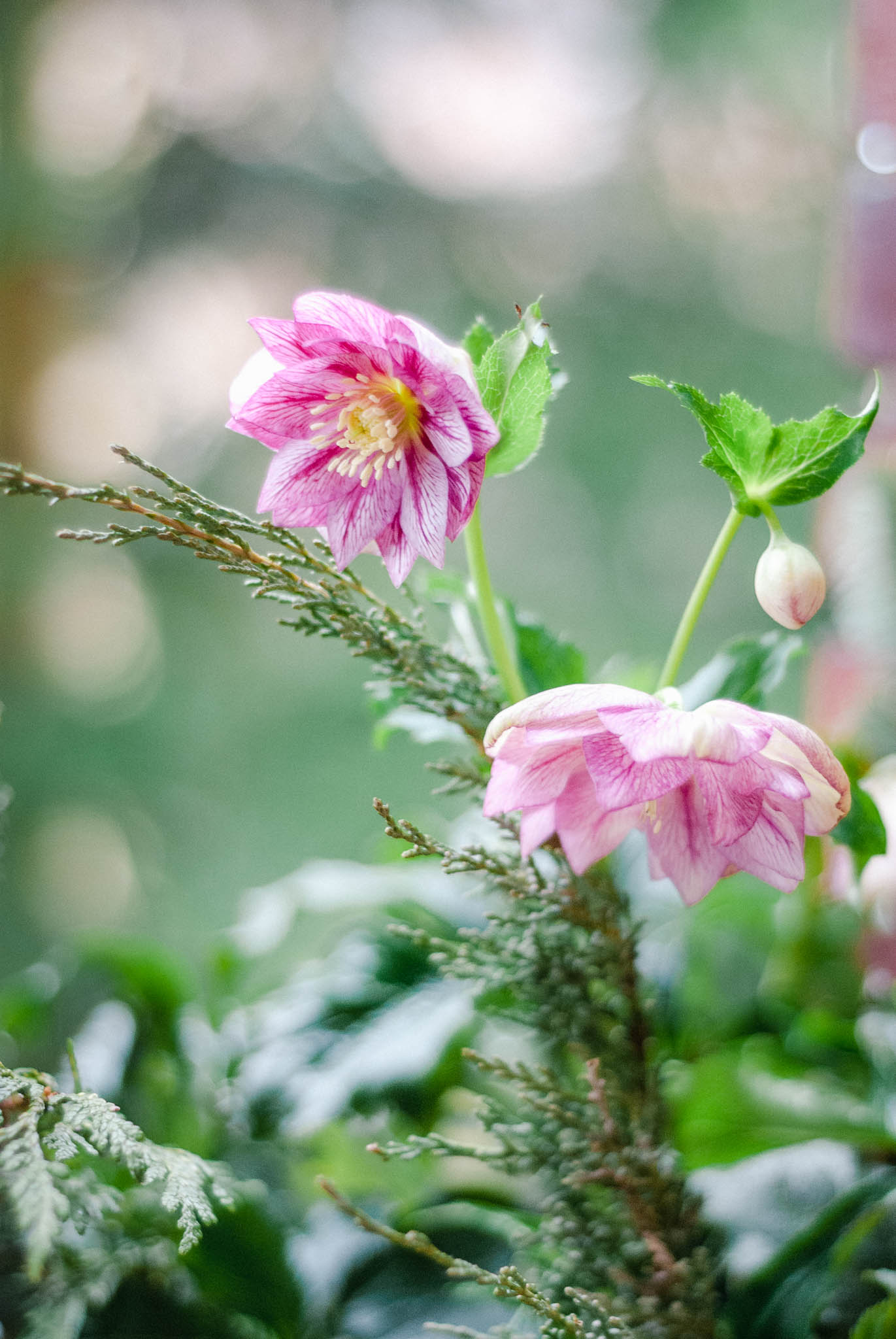 Rosa gestreift und gefüllt blühend ist die Lenzrose Helleborus 'Spring Promise Lily'
