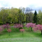 Baumblüte der Nelkenkirsche Prunus Kanzan