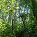 Grüne Giganten: Baumfarne und Redwood-Mammutbäume. Die Farne sind sehr typisch für Neuseeland und werden häufig als Emblem genutzt