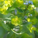 Gelbgrün und blau - Euphorbia und Brunnera