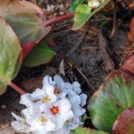 Die Blütenstände wachsen kompakt aus dem Blatt heraus: Bergenie 'Schneekönigin'