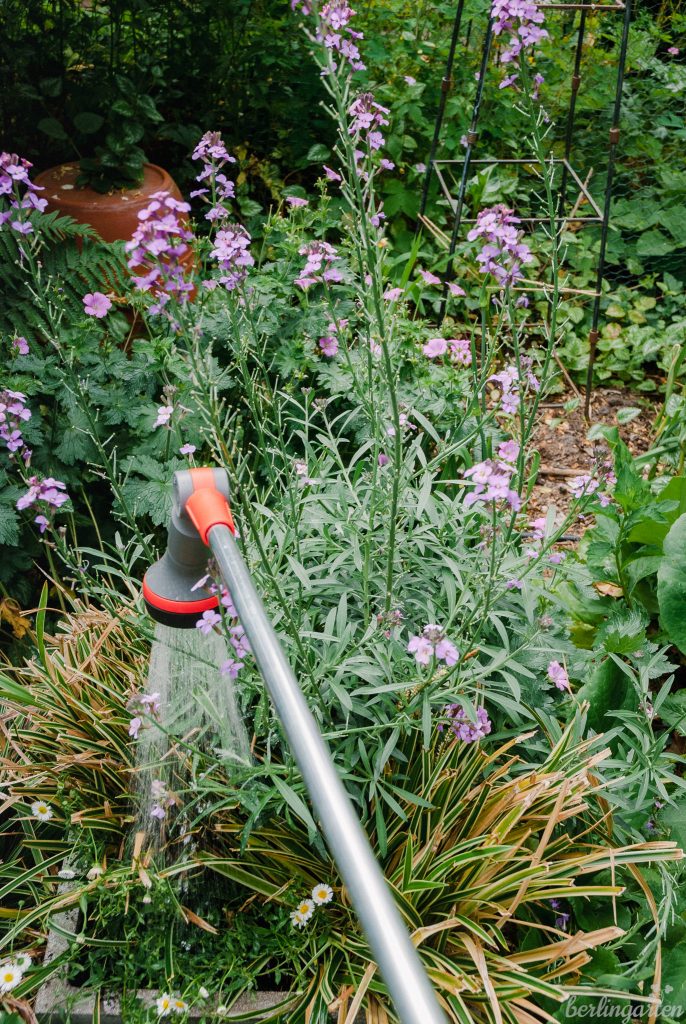 Bewässerung dauerhaft bepflanzter Kübel mit Goldlack, Gänseblümchen und Carex