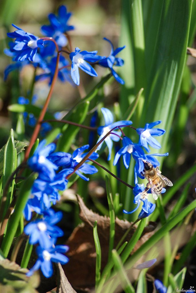 Biene labt sich am Zweiblättrigen Blaustern