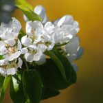 Strahlend weiße Birnbaumblüte