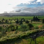 Blenheim, die Gegend in Marlborough, die den Weltruf Neuseelands als Weinnation begründet hat. Unbedingt probieren: den Sauvignon Blanc und fangfrische Clams (Venusmuscheln)