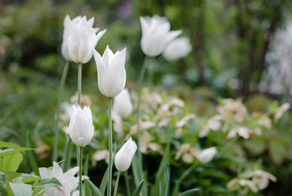 Blumenzwiebeln Tulpe White Triumphator
