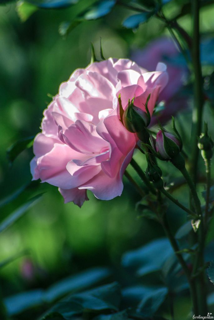Zarte Blüte im weichen Licht: Bonica ist eine romantische Rose