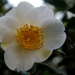 Edles Geschöpf: Camellia Kyo Nishiki