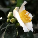 Goldene Staubgefäße: Camellia Kyo Nishiki