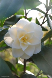Camellia Leucantha