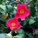 Camellia japonica Pillnitz