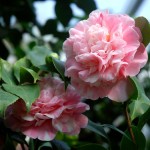 Camellia japonica Prinz Albert