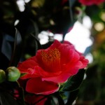 Camellia vernalis Sayohime