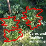 Nur noch Gestrüpp. Carex und Hemerocallis müssen raus, von Quecke befreit und neu eingesetzt werden