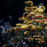 Staudentipp: Passend zu den leuchtenden Quitten sind Chrysanthemen in gelb