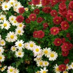 Chrysanthemum Weißer Riese und Brennpunkt