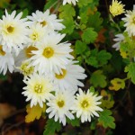 Chrysanthemum indicum Weißer Riese