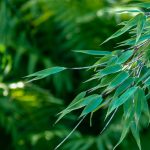 Fast meditative Stimmung durch verschiedene Grüntöne - Farn trifft Bambus