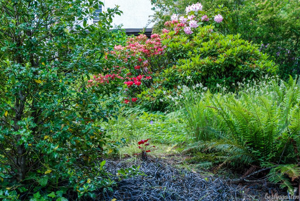 Der Vorgarten mit Rhododendren und Blattschmuckstauden. Ein Hingucker: der dunkle Schlangenbart Ophiopogon planiscapus 'Niger'