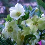 Helleborus 'Ice Roses White'