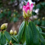 Vorfrühlings-Alpenrose Rhododendron praevernum