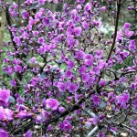 Ussuri-Alpenrose Rhododendron sichotense