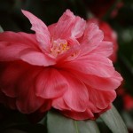 Kamelie Camellia japonica Beauté de Nantes