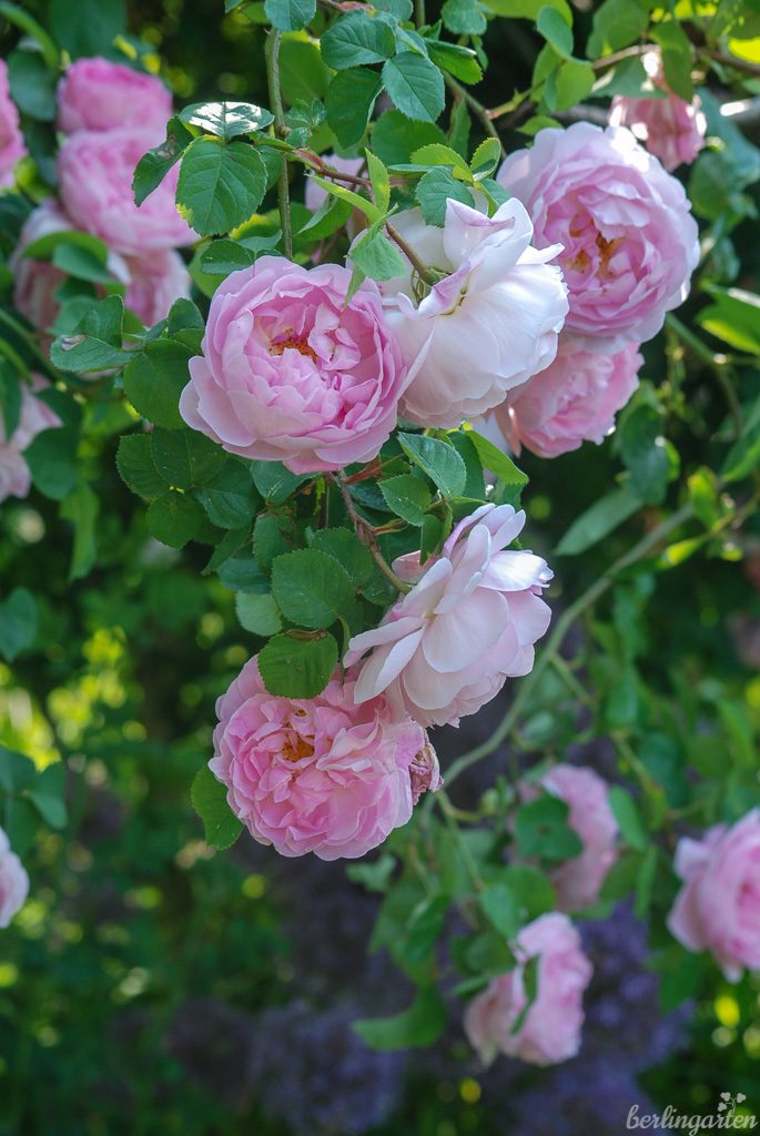 Rose 'Constance Spry' mit ihrem üppigen Habitus und traumhaften Duft ist der Inbegriff einer romantischen Rose