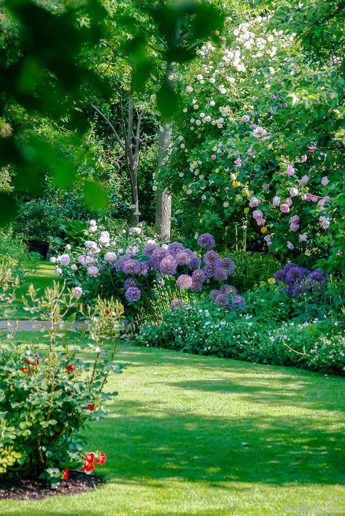 Im frühen Juni blühen die rosa 'Constance Spry' sowie die gelbe 'Graham Thomas' und die hellgelben Rambler 'Ghislaine de Féligonde und 'Lykkefund' um die Wette