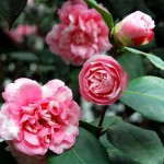 Kamelie Camellia japonica Prinz Albert