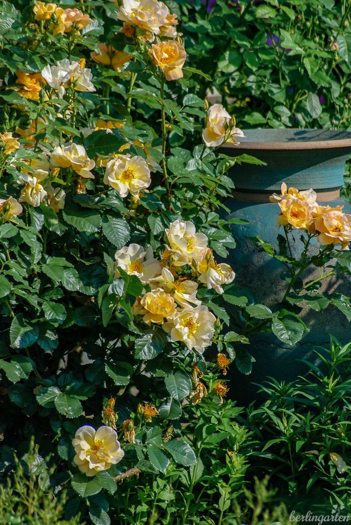 Rose 'Maigold' umschmeichelt die Tonvase aus England