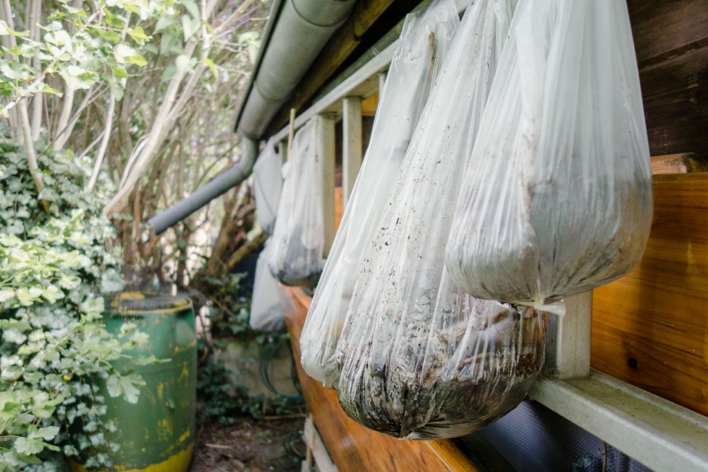 Tipp zum Vortreiben von Dahlien: in Müllbeutel stecken