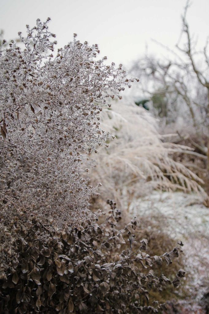 Myrtenaster (Aster ericoides), Indigolupine (Baptisia) und Gräser: gemischte Beete sind im Winter attraktiv