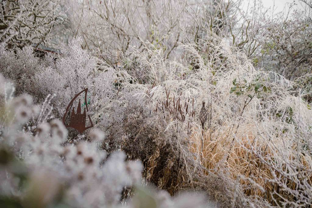Garten im Winter: Das Pfeifengras Molinia webt sich in die Nachbarpflanzen