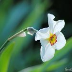 Dichternarzisse Narcissus poeticus