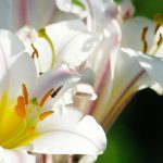 Die Königslilie Lilium regale