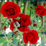 Die roten Rosen von Schönbrunn