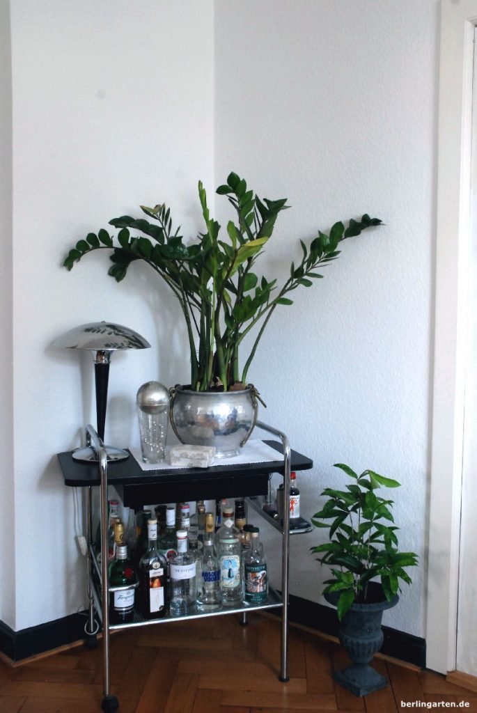 Dunkle Zimmerpflanzenecke mit Zamioculcas und Dracaena surculosa